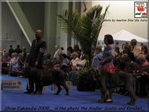 Expo Eukanuba California Ch. Illimani Tiberio..,