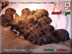 Cuccioli Di Siciliano By Sine^die x Calliope by Di Blasi,,, 17 March 2008,