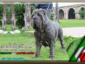 The Queen Perla dello Sradone,,, daughter of mitycal brigante del Castellaccio,,,