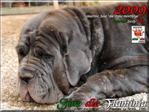 Sine^die Flaminia pregnant,,,
