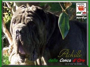 Achille il RE della Concadoro xox 800 pixel