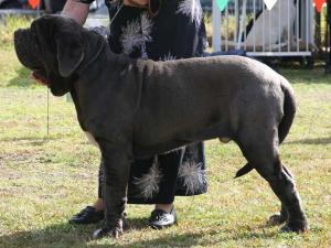 1stVPpuppyMaleIMG_2754