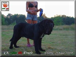 Sine^die Eracle,,, son of Siciliano 25 Augus 2008,