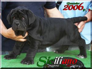 Siciliano remember 2006