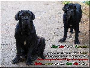 Bella 15 mesi & Sine^die Lavinia 9 mesi,,, figlie di Sine^die Sicano