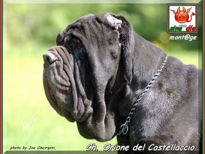 Ch. Orione del Castellaccio,,, figlio di sine^die Sicano x Ramona del Castellaccio,,,