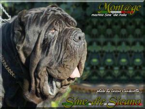 Sine ^die Sicano,,, photo Lorene