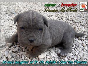 Cuccioli  Achille italian champion  by Di Blasi x Sine^ die Flamninia,,, 19 days april 2008,,