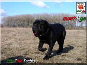 Sine^die Ischia daughter of Siciliano x Althea by Sine^die,,,