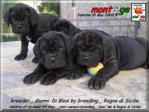 Cuccioli Regno di Sicilia x Sine^die,,,,
