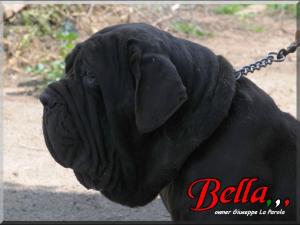 Bella owner Sine^die,,, 18 March 2009,