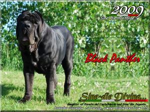 Sine^die Divina orig oo1,