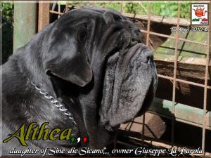 Althea figlia di Sine^die Sicano aprile 2010,