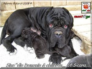 Cuccioli Sine^die Demonia x Sicano,,, Palermo 8 March 2008,