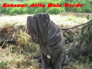 sansone della baia verde by vito salito 5