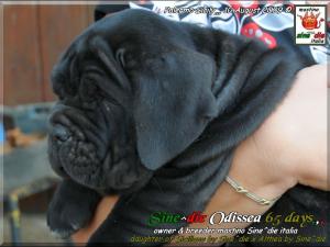 cucciola Sine^die Odissea 65 days