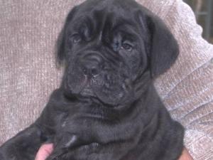 Afras black female pup