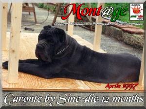 Caronte by Sine^die 1997 breeder G. La Parola owner Van Doremalen