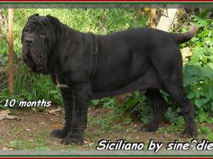 Siciliano by sine^die to 10 months