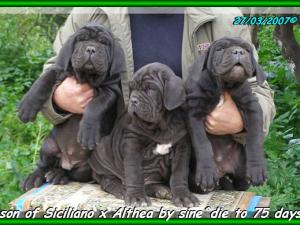 children of SICILIANO x ALTHEA by sine^die, to 75 days,,, 229