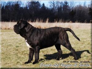 Ermes 10 months son of Siciliano