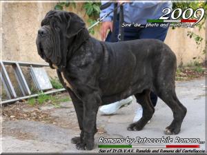 Romano by Pietro Anello 20 months,,,,