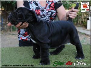 Laura con cucciola figlia di Siciliano x Althea,