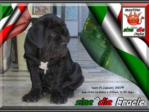 cucciolo sine^die Eracle,,, figlio di Siciliano x Althea by sine^die