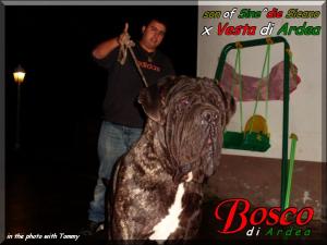 Bosco di Ardea,,, son of Sine^die Sicano,,,