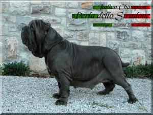 Italian Champion Perla dSv