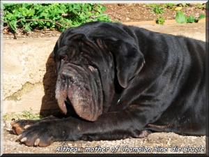 Althea mother of Champion Sine^die Eracle