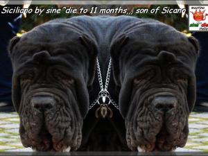 Siciliano by sine^die to 11 months,,, son of Sicano