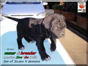 Cuccioli di Demonia & Sicano Sine^die,,, Palermo 26 maerzo 2008,,,