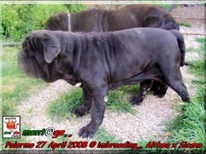 imbreeding,,, Althea x Sine^die Sicano palermo 27 april 2008