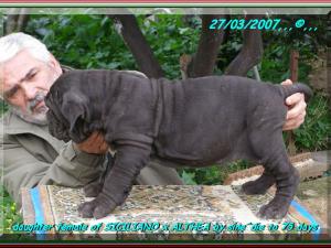 children of SICILIANO x ALTHEA by sine^die, to 75 days,,, 245