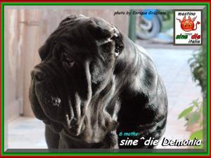 2007 sine^die visto da Enrique Graziano, nella foto sine^die Demonia owner & breeder Giuseppe la Parola,