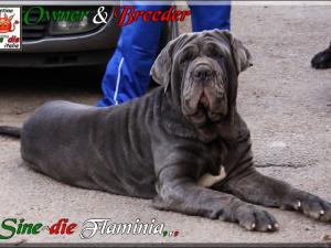 Sine^die Flaminia owner & breeder Giuseppe La Parola