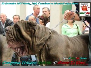Campione Italiano Achille di Gianni Di Blasi,,, eccellente primo al Trofeo Maio Querci del 2007,