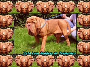 Zeta Love Goddess at Treloarneo