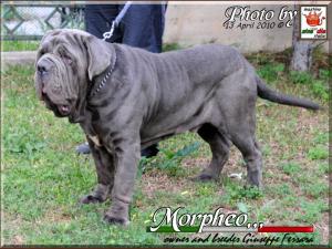 Morfeo by Giuseppe Ferrara Italy