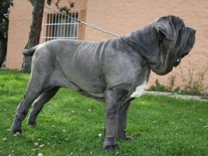 TULIO DE AZZURRA 16 meses