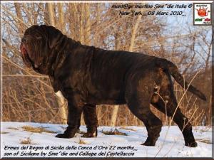 Ermes son of Siciliano 8 marc 2010