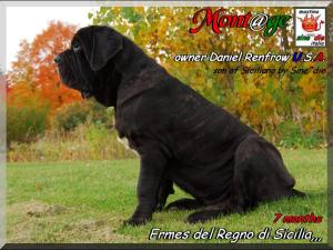Ermes del Regno di Sicilia,,, son of Siciliano by Sine^die 7 months,