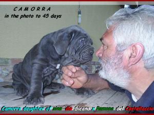 Camorra daughter of sine^die Sicano x Ramona del Castrllaccio