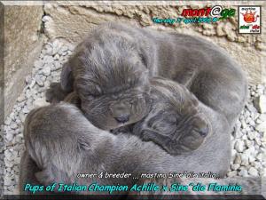 Cuccioli  Achille italian champion  by Di Blasi x Sine^ die Flamninia,,, 17 aprile 2008