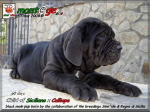 Cucciolo di Siciliano x Calliope,,, 23 may 2008,,,