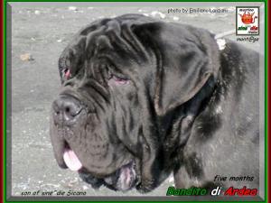 Bandito di Ardea figlio di sine^die Sicano x vesta di Ardea owner breeding di ARDEA
