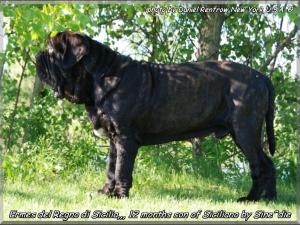 Ermes Regno di Sicilia 12 months