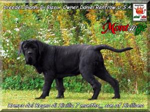 Ermes del Regno di Sicilia,,, son of Siciliano by Sine^die 7 months