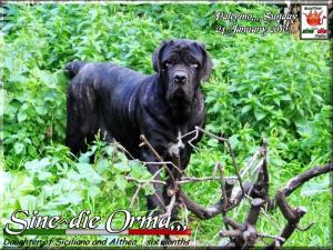 Sine^die Orma 24 Juanuary 2010,,